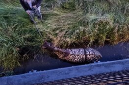 Paard in sloot door brandweer op het droge getrokken in Aalsmeer