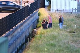 Paard in sloot door brandweer op het droge getrokken in Aalsmeer
