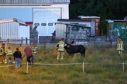 Paard in sloot door brandweer op het droge getrokken in Aalsmeer