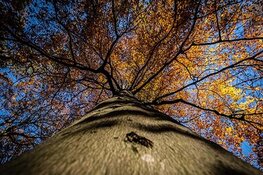 Park Zwanenburg krijgt geboortebos