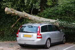 Boom op meerdere geparkeerde auto&#39;s beland in De Kwakel