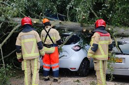 Boom op meerdere geparkeerde auto&#39;s beland in De Kwakel