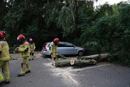 Boom op meerdere geparkeerde auto&#39;s beland in De Kwakel