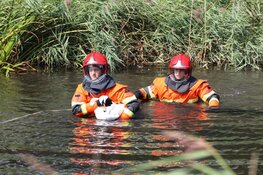 Zwaan gered door brandweer en dierenambulance