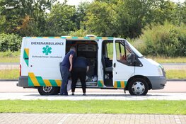Zwaan gered door brandweer en dierenambulance