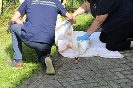 Zwaan gered door brandweer en dierenambulance