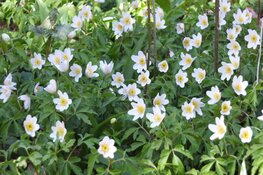 Stinsenplantendag Haarlemmermeer 2022