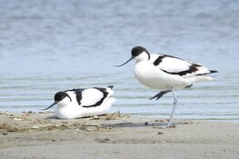Vogels kijken rond het Landje van Gruijters