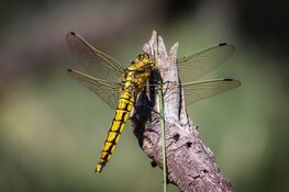 Feesten mét de natuur!
