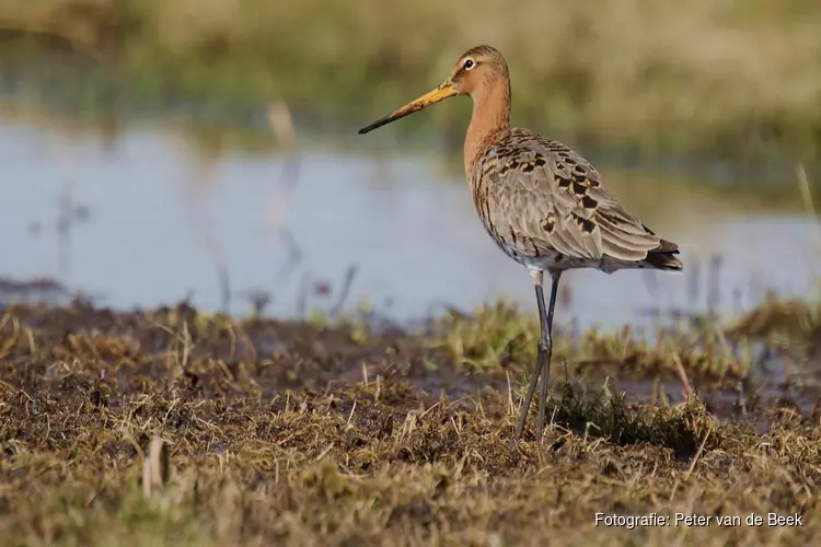 Weidevogelexcursie Hekslootpolder op zondag 2 april
