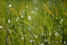 Overgang naar licht wisselvallig zomerweer