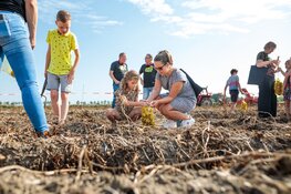 Van bodem tot bord: de Nationale Aardappelrooidag leert je alle ins en outs over de pieper