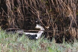 Verkeersongeval met dodelijke afloop - Hoofdweg - Hoofddorp