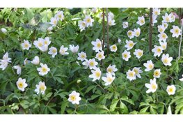 Voorjaarsbloeiers in de Heimanshof Hoofddorp