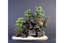 Bonsai Demonstratie in het Flower Art Museum