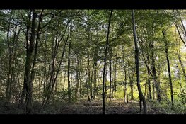 Ontspannen ‘bosbad’ in het Haarlemmermeerse bos
