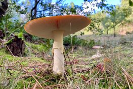 Drie toffe kinderuitjes voor de herfstvakantie