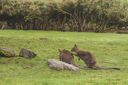 Wildlands klaar voor bruisend hoogseizoen vol vernieuwing en beleving