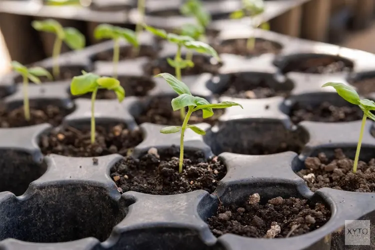 Duurzaam tuinieren: technologie en innovatie in de moestuin