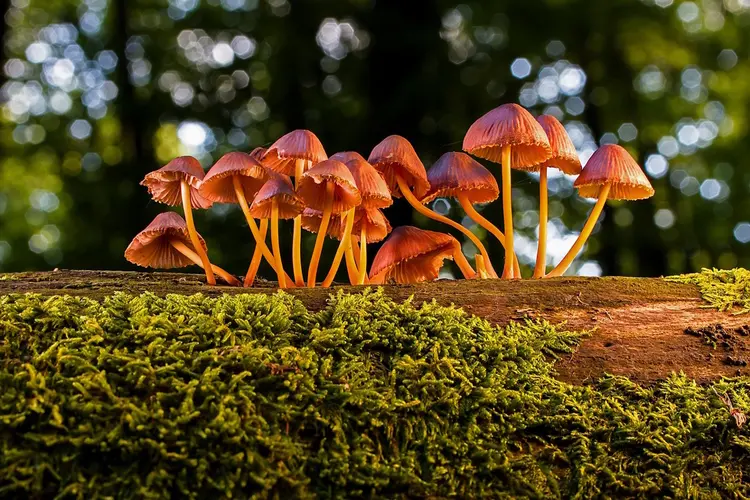 Ontdek de kracht van deze bijzondere paddenstoel