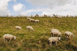 Fiets de zomer door: geniet mee van de Ronde van de Westfriese Omringdijk