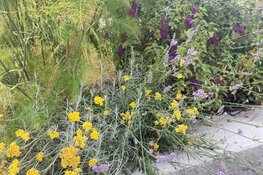 Samen een buurtkruidentuin beginnen: Arjans verhaal