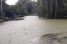 Meld dode dieren bij de gemeente