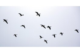 Nieuw convenant tegen vogelaanvaringen rond Schiphol