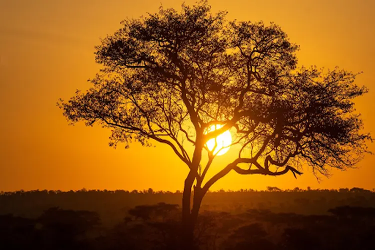 Van koffieplantages tot de Serengeti: hoe kies je jouw volgende droomreis?