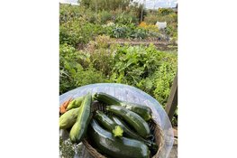 Word jij onze nieuwe tuinder bij Moestuinvereniging De Lijnden?