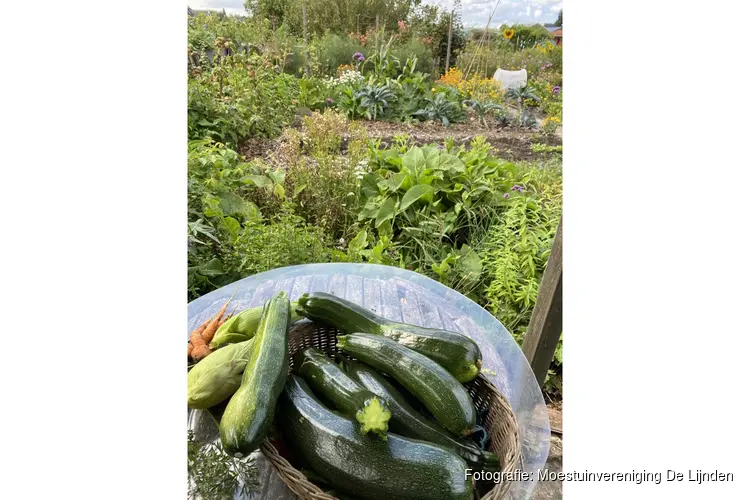 Word jij onze nieuwe tuinder bij Moestuinvereniging De Lijnden?