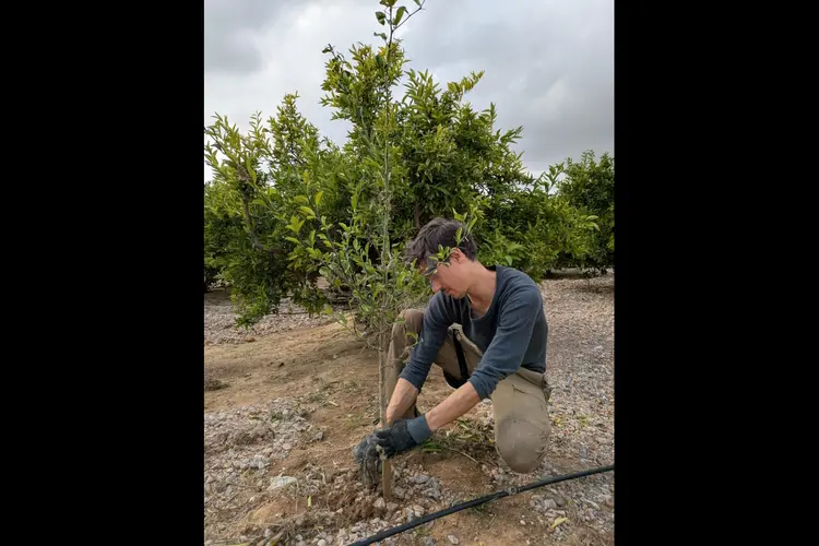 Wethouders planten boom bij Sportpark De Veldpost