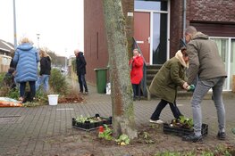 Vernieuwde buurttuin aan de Nabuccosingel: inwoners vergroenen hun eigen straat