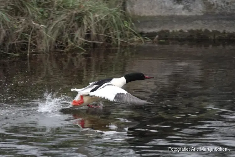 Vogelexcursie in de Amsterdamse Waterleidingduinen