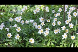 Eco-Meerfestival – Kom ontdekken en verwonder je 🌿 Kijk nog eens… en zie meer