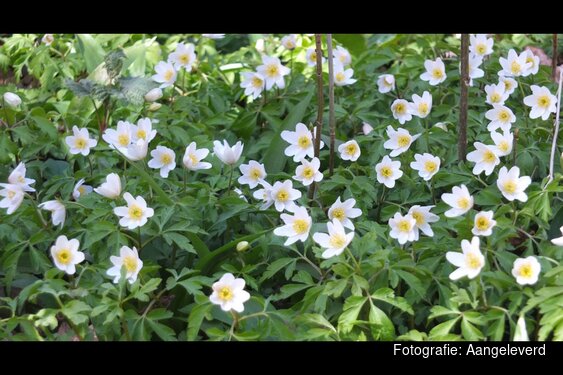 Eco-Meerfestival – Kom ontdekken en verwonder je 🌿 Kijk nog eens… en zie meer