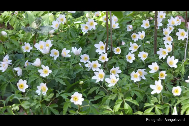 Eco-Meerfestival – Kom ontdekken en verwonder je 🌿 Kijk nog eens… en zie meer