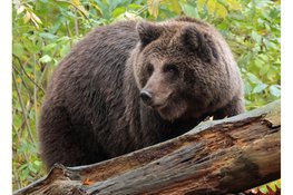 Bears in Mind: redt beren in nood