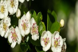 Natuurfestival op De Heimanshof: Help de natuur een handje!