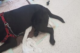 Oververhitte hond Aalsmeer redt het niet: "Heel sneu"