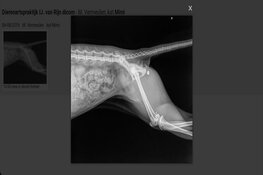 Poes Mimi beschoten met een luchtbuks: "De kogel zat nog vast in haar pootje"