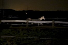 Paarden door brandweer uit vlammenzee gered in Halfweg