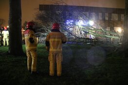 Boom tegen school in Aalsmeer