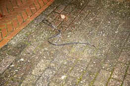 Hond doodgereden in Zwanenburg, bestuurder meegenomen voor verhoor