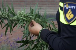 Een tas vol hennep