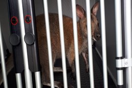 Politie op zoek naar eigenaar ontsnapte wallaby