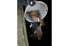 Karpers gered door inzet calamiteitenteam in Badhoevedorp