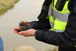Meerkoetje "Willempie" door hulpdiensten gered