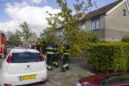 Brandweer haalt bijna omgewaaide boom uit de grond in Halfweg
