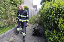 Brandweer haalt bijna omgewaaide boom uit de grond in Halfweg